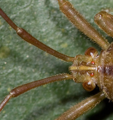 Meropachyini