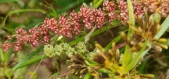 Rumex ucranicus