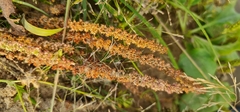 Rumex ucranicus