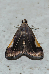 Peribona venosa