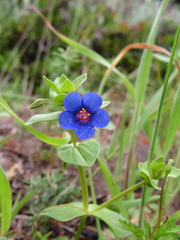 Lysimachia arvensis caerulea