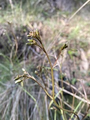 Dianella