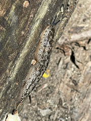 Philomycus carolinianus