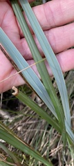 Dianella