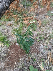 Vincetoxicum hirundinaria