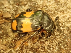 Nicrophorus vespilloides