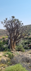 Aloidendron dichotomum