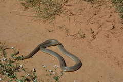 Dolichophis caspius
