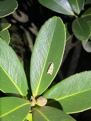 Sycacantha