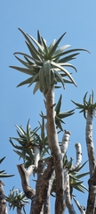 Aloidendron dichotomum