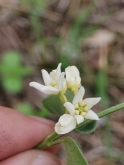 Vincetoxicum hirundinaria