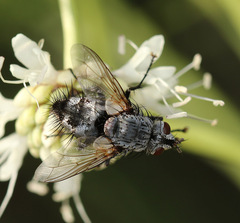 Rhamphina rectirostris