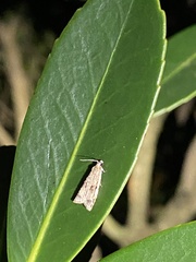 Sycacantha