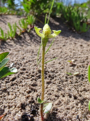 Disperis villosa