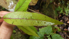 Antidesma madagascariense