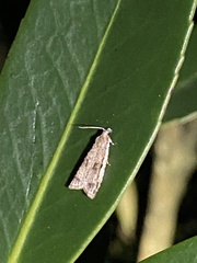 Sycacantha