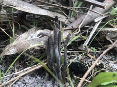 Clavulina cinerea