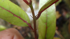 Antidesma madagascariense