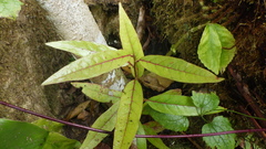 Antidesma madagascariense