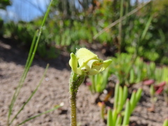 Disperis villosa