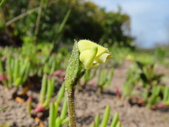 Disperis villosa