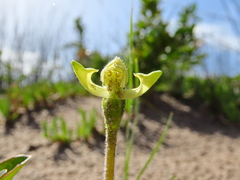 Disperis villosa
