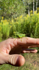 Tettigonia cantans