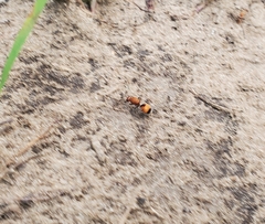 Dasymutilla bioculata