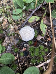 Lycoperdon marginatum