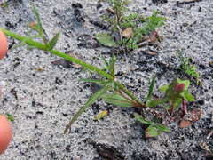 Nemesia bicornis