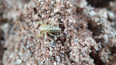 Epocilla