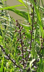 Verbascum