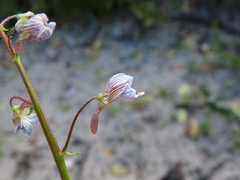 Nemesia bicornis