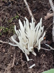 Clavaria fragilis