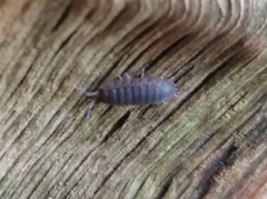 Porcellio scaber