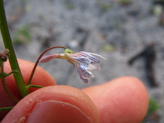 Nemesia bicornis