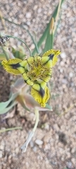 Ferraria variabilis