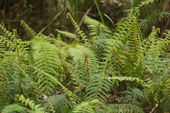 Polystichum proliferum