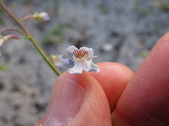 Nemesia bicornis