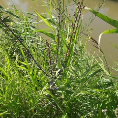 Verbascum