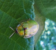 Eurypepla brevilineata