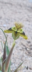 Ferraria variabilis