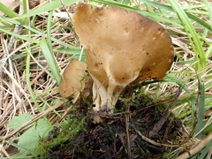 Helvella acetabulum