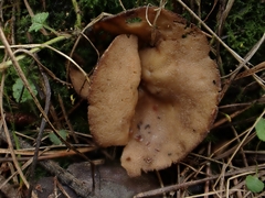 Helvella acetabulum