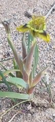 Ferraria variabilis