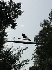 Calopteryx xanthostoma