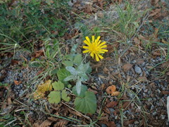 Crepis tectorum
