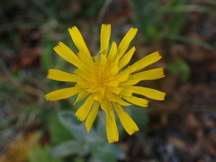 Crepis tectorum