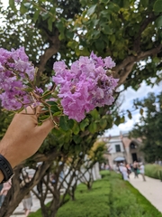 Lagerstroemia indica