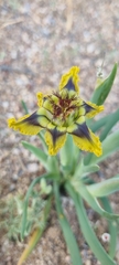 Ferraria variabilis